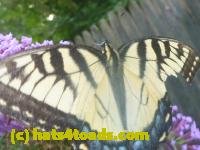 /home//u458753944/public_html/sourcegallery/////////Insects and small critters/butterflies and moths (Lepidoptera)/P1140369.JPG